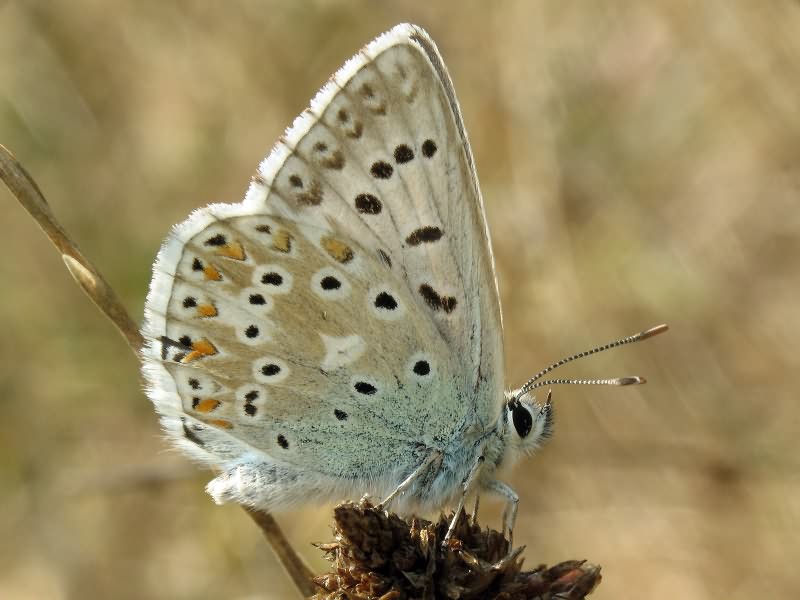 Polyommatus coridon (Poda, 1761)